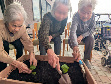 白菜キャベツ (12)(1).jpg