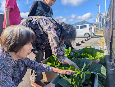 白菜キャベツ (4).jpg