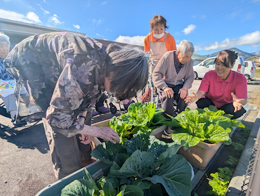 白菜キャベツ (5).jpg