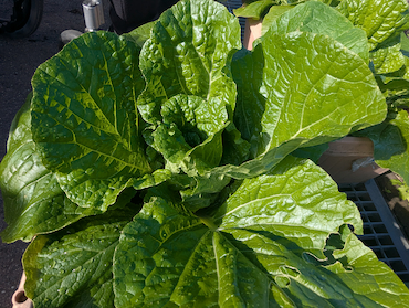 白菜キャベツ (8).jpg