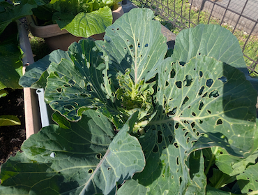 白菜キャベツ (9).jpg